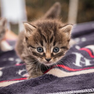 cats2_0755