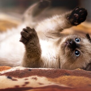 cats2_0761