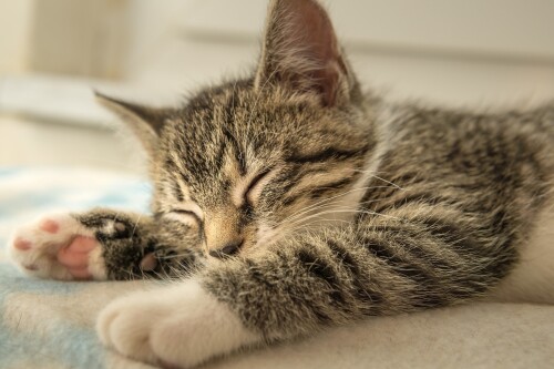 cats2_0763.jpg