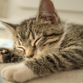 cats2_0763