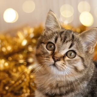 cats2_0769