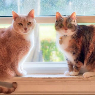 cats2_0771