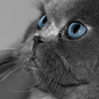 cats2_0772