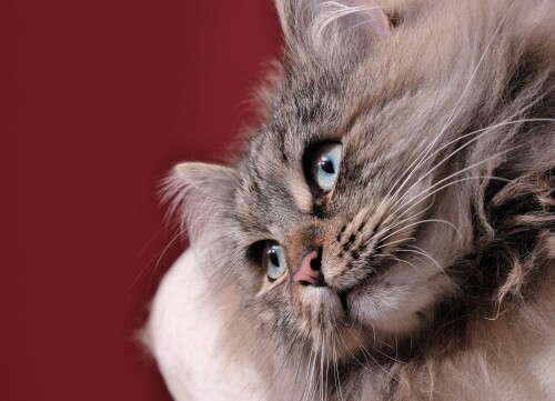 cats2_0774.jpg