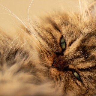 cats2_0775