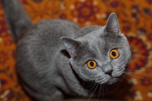 cats2_0777.jpg