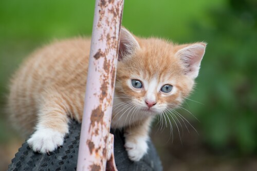 cats2_0778.jpg
