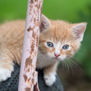cats2_0778