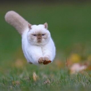 cats2_0779