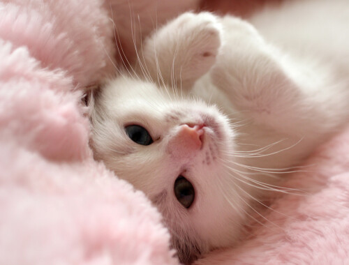 cats2_0782.jpg