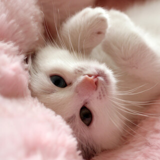 cats2_0782