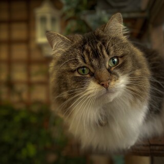 cats2_0783