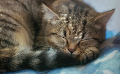 cats2_0788.jpg
