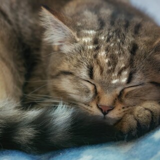 cats2_0788