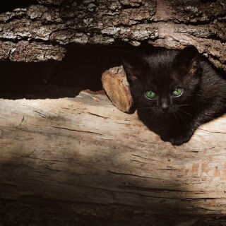 cats2_0793