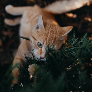 cats2_0801