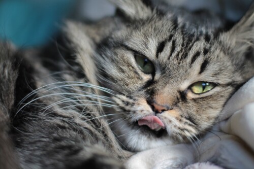 cats2_0803.jpg