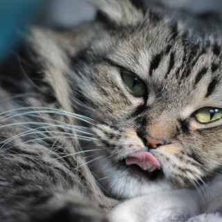 cats2_0803