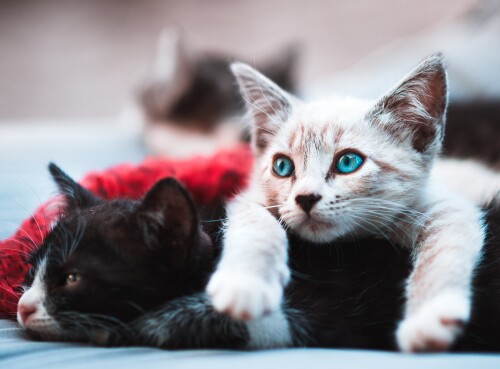 cats2_0806.jpg