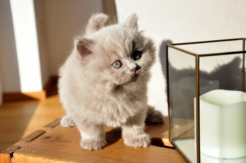 cats2_0807.jpg