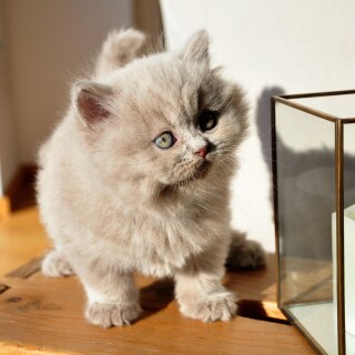 cats2_0807
