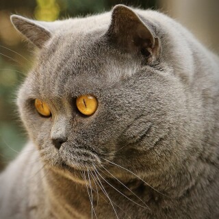 cats2_0817