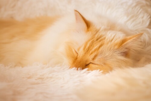 cats2_0821.jpg