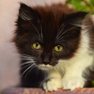 cats2_0825
