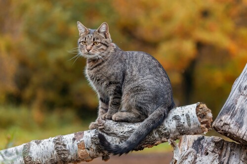 cats2_0829.jpg