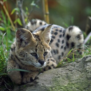 cats2_0830