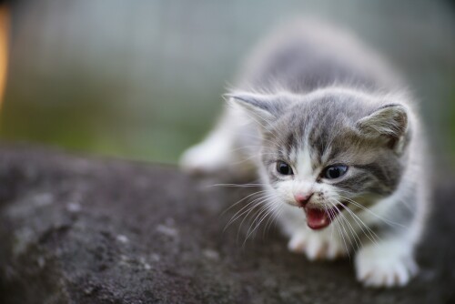 cats2_0832.jpg