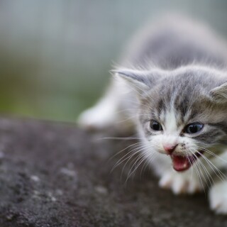 cats2_0832