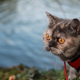 cats2_0834