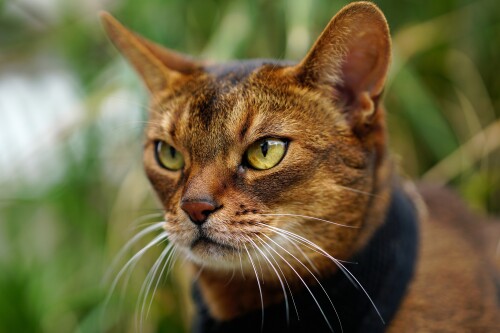 cats2_0847.jpg