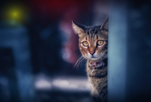cats2_0852.jpg