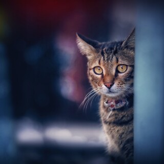 cats2_0852