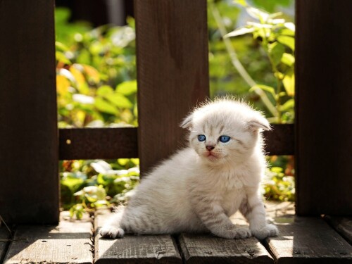 cats2_0858.jpg