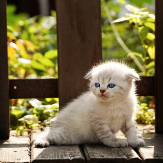cats2_0858