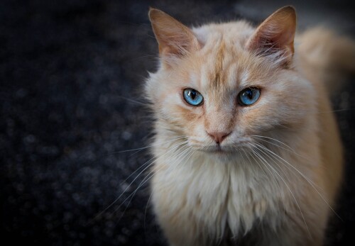 cats2_0860.jpg