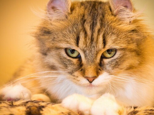 cats2_0871.jpg