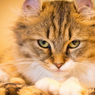 cats2_0871