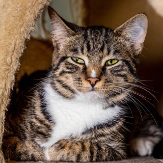 cats2_0875
