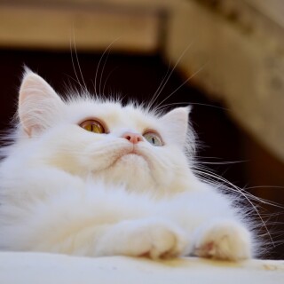 cats2_0879