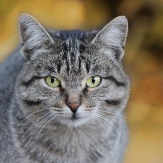 cats2_0881