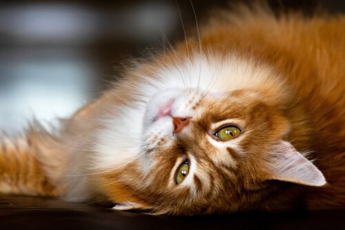 cats2_0884.jpg