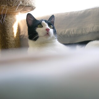 cats2_0887