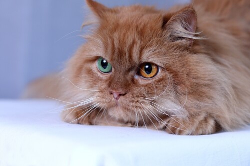 cats2_0897.jpg