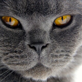 cats2_0901