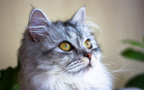cats2_0904.jpg