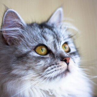 cats2_0904
